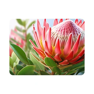 Sublimation place mat 40x30cm with pink protea flower design – South African floral print