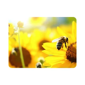 Sublimation place mat 40x30cm with close-up sunflower and bee design in bright sunlight